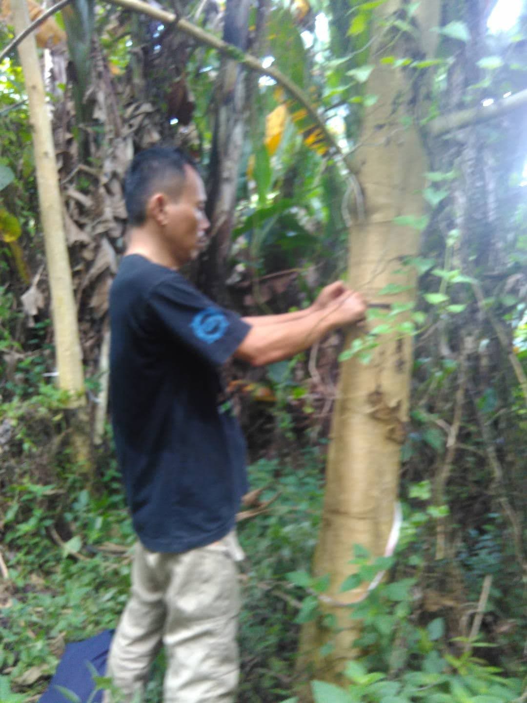 Identifikasi pohon