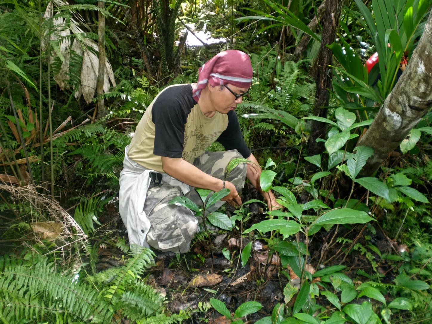 Tanam pohon di Gunung Klabat