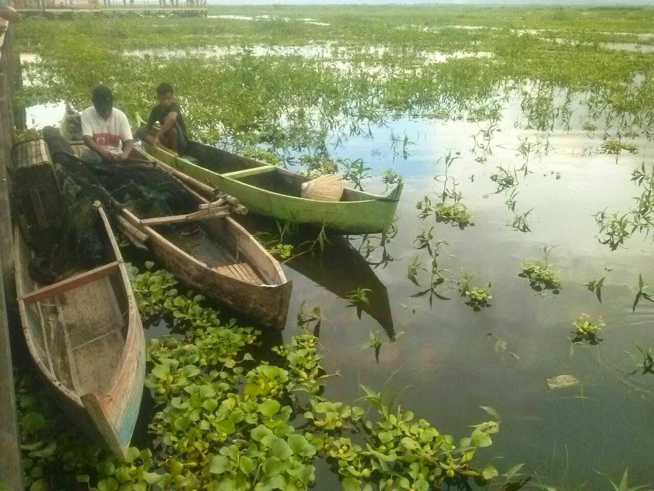 Pendangkalan Danau Limboto akibat eceng gondok