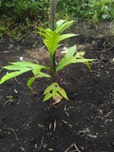 GCF tanam pohon