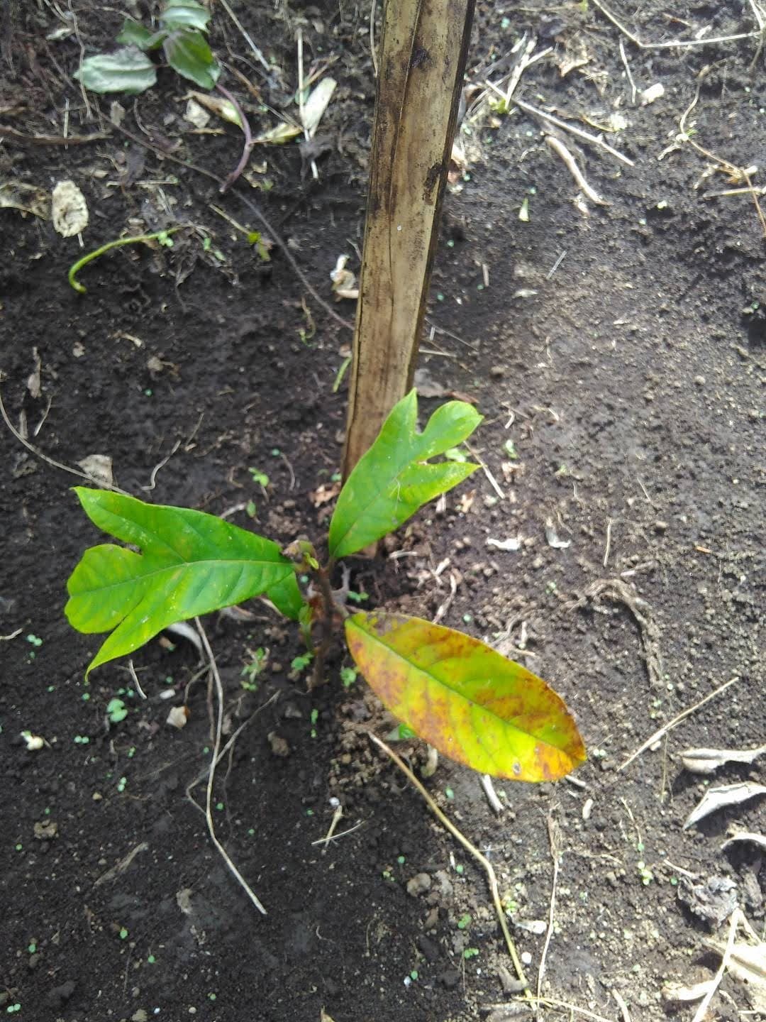 GCF tanam pohon