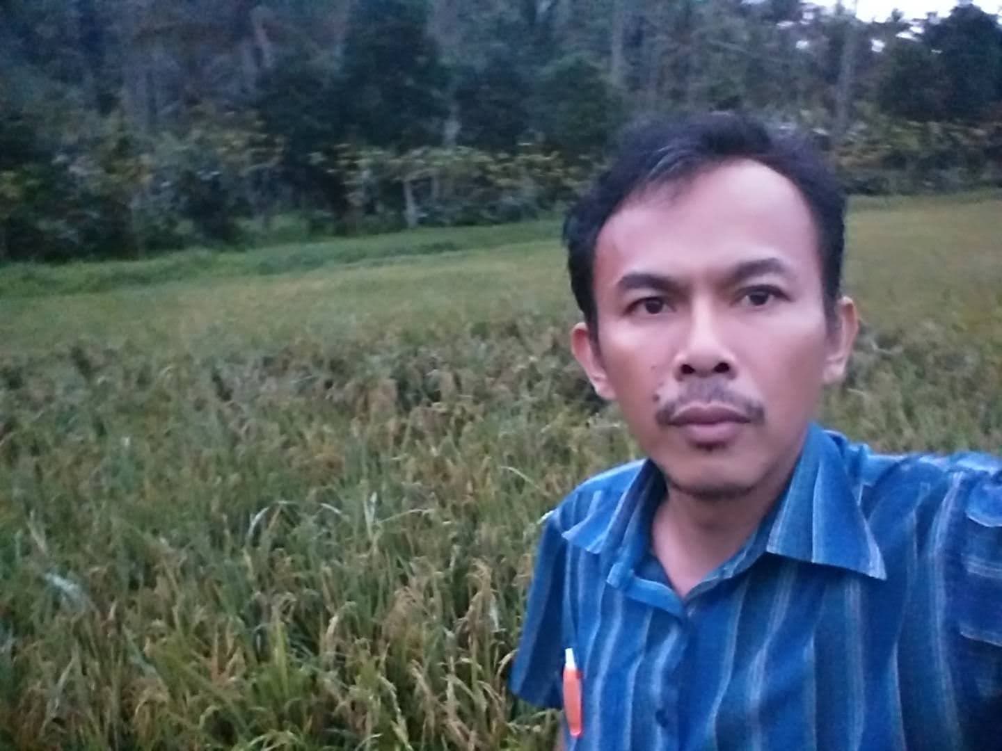 Padi di Pinili