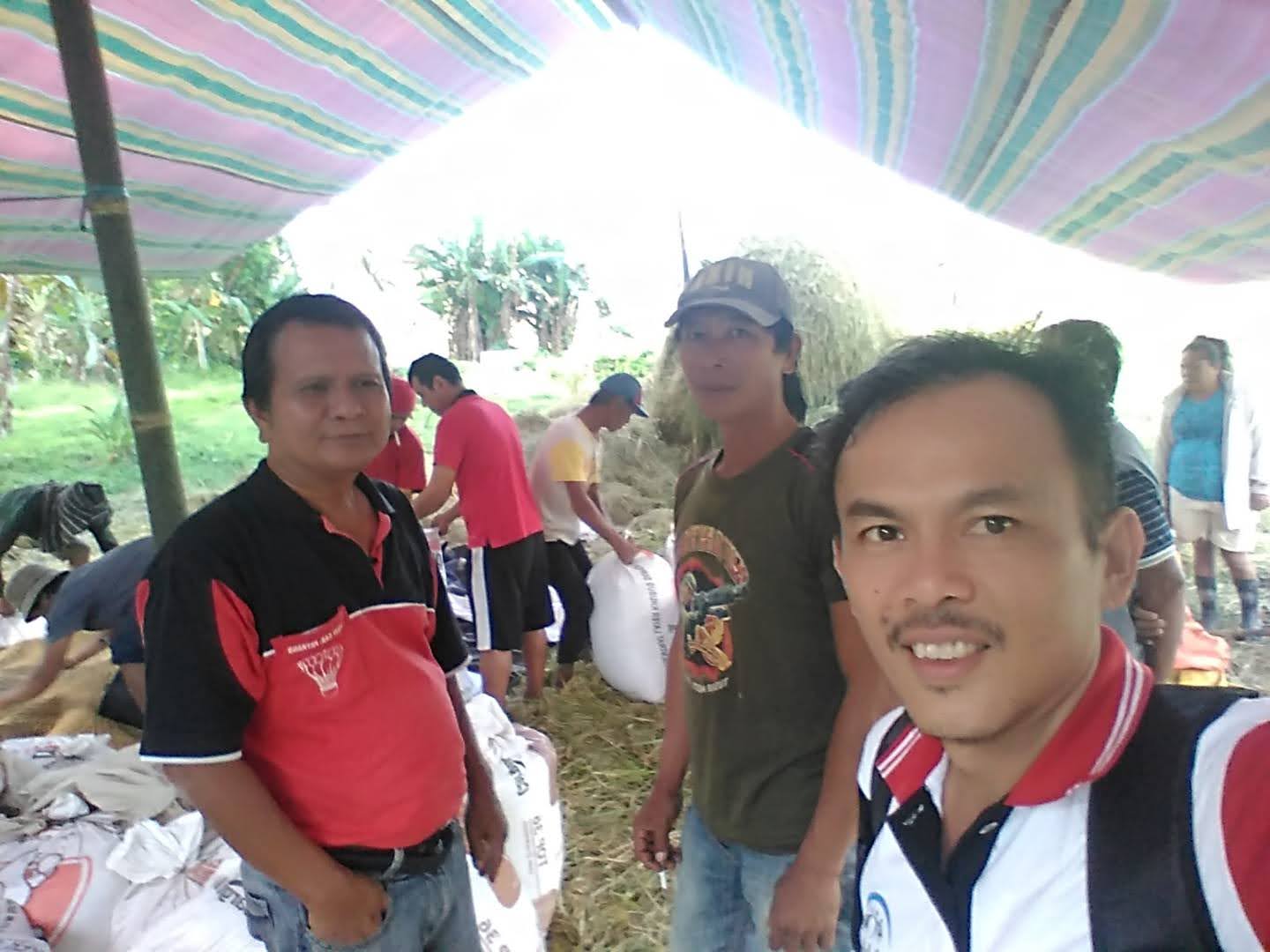 Panen padi di Pinili