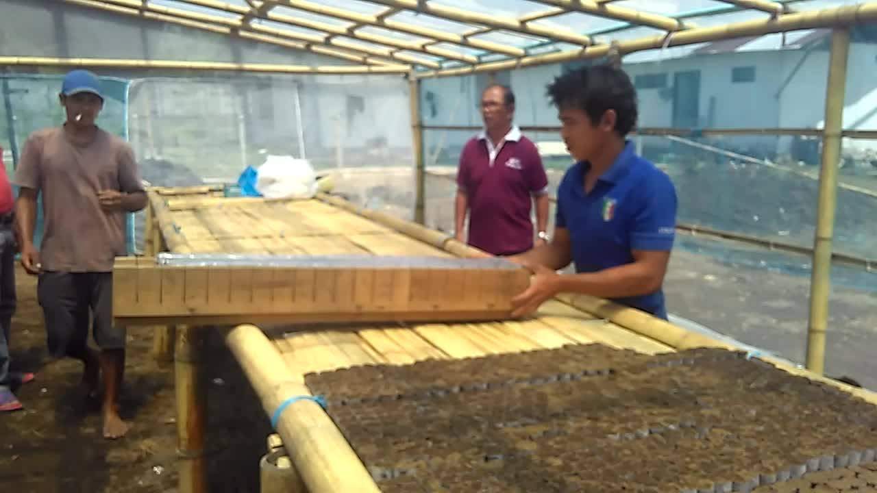 Penyiapan pembibitan di Pinili