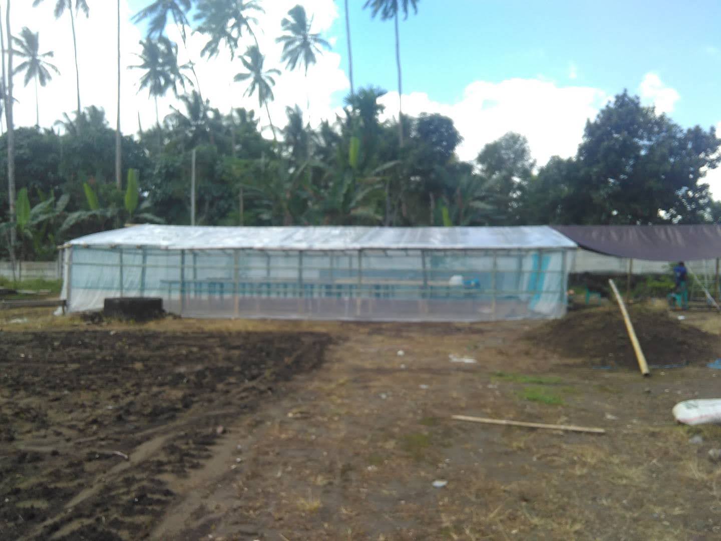 Rumah bibit rica Desa Pinili